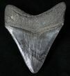 Dark Grey Megalodon Tooth - Serrated #16590-2